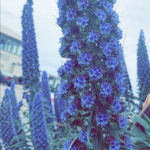 Meet your Posher, Whitney